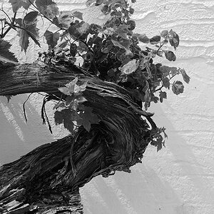 Weinstock in Parikia, sw