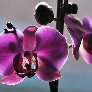 orchid2