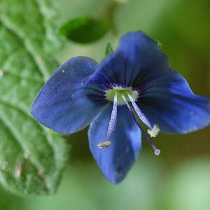 blume