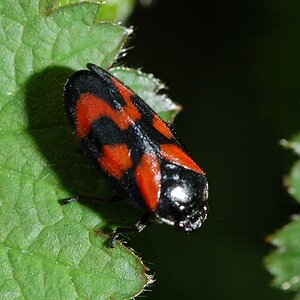 kaefer3