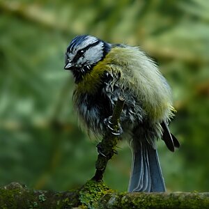 Blaumeise nach dem Bad