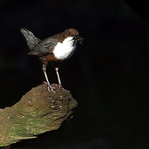 Wasseramsel