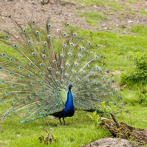 web Vogelpark Abendsberg 100516 4399