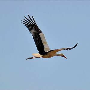 Storch im flug