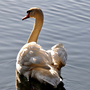 Schwan im Morgenlicht