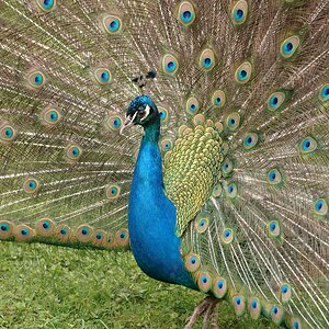 web Vogelpark Abendsberg 100516 4494
