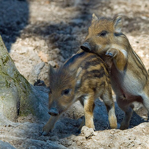 wildschwein