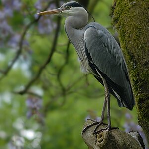 Frühlingsreiher