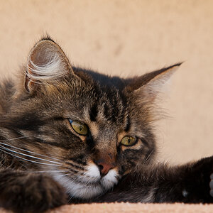 Katze  8712