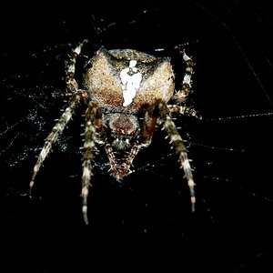 Radnetzspinne - Gehörnt Kreuzspinne - Araneus angulatus