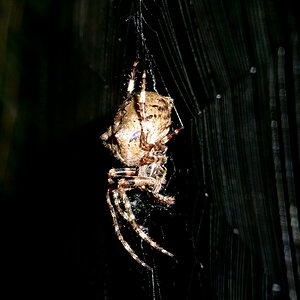 Radnetzspinne - Gehörnt Kreuzspinne - Araneus angulatus
