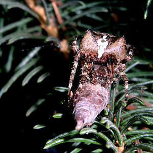 Radnetzspinne - Gehörnt Kreuzspinne - Araneus angulatus
