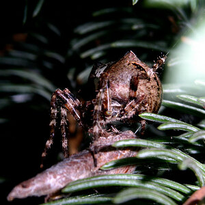 Radnetzspinne - Gehörnt Kreuzspinne - Araneus angulatus