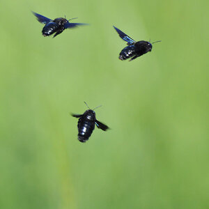 Holzbiene Flug