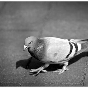 DSC2956 1024 bw