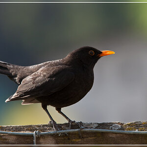Amsel