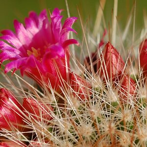 kaktusblüte2