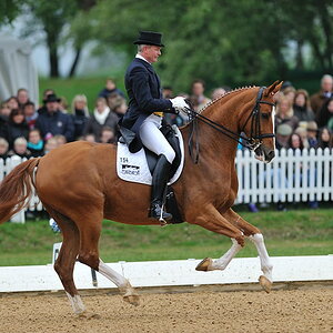 03 pferd internatio