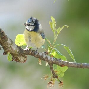 Blaumeise (3)