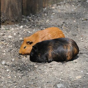 Meerschweinchen