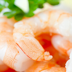 shrimp