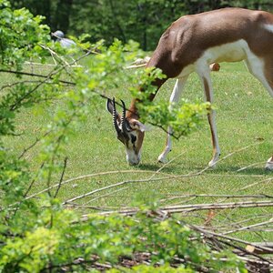 Gazelle ?