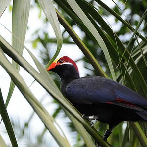 Hübscher Vogel 2