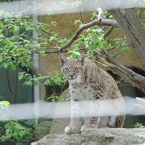 Luchs hinter Gitter