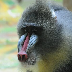 Mandrill-Boss