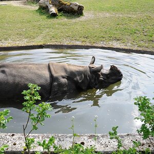 Nashorn Abkühlung
