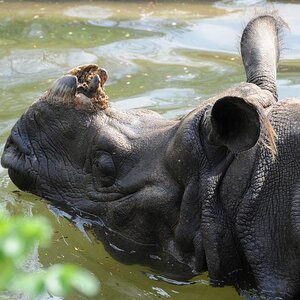 Nashorn Closeup