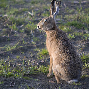 Hase3