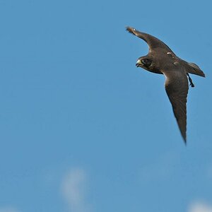 DSC 4052pl