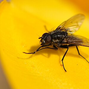 Fliege