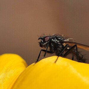 kleine Fliege