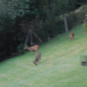 Rehe 1