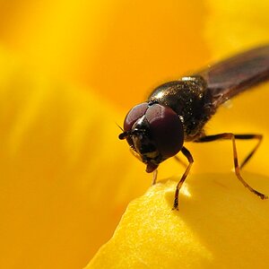 Obstfliege