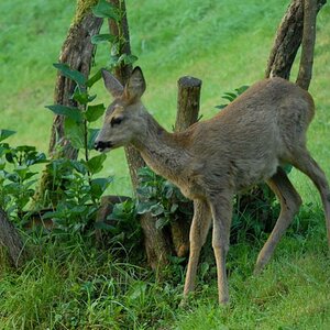 Rehe 3