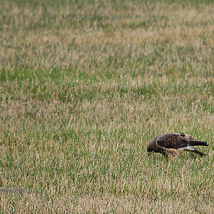 Rauhfussbussard