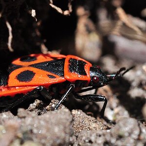 roter Käfer