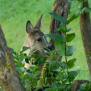 Rehe 4
