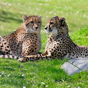 Gepard
