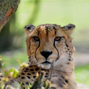 Gepard