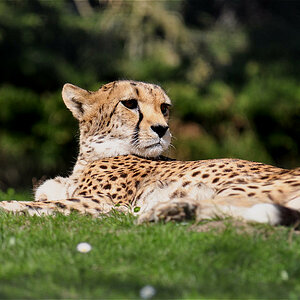 Gepard