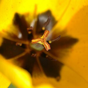 Tulpe