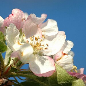 Apfelblüte