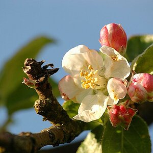 Apfelblüte