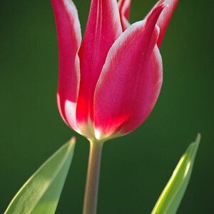 Tulpe