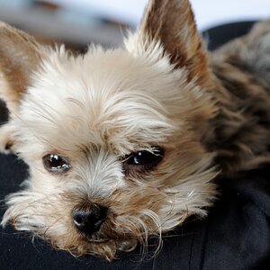 emmie