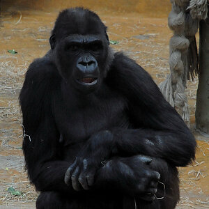 D30 5021f:  Gorilla, Zoo Hannover